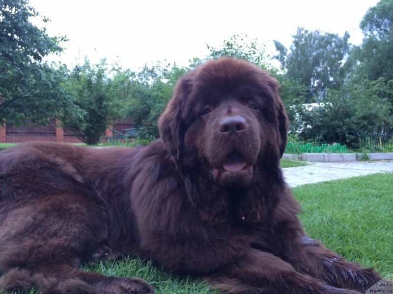 Фото: ньюфаундленд Кипер Соул Перфект Виктори