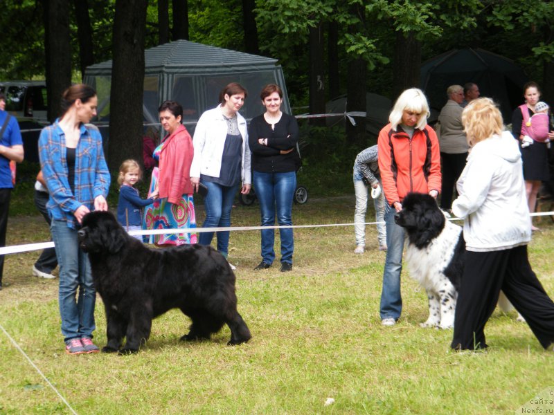 Фото: ньюфаундленд Альфа Таури Династия Совершенства (Аlpha Tauri Dinastiya Soverchenstva)
