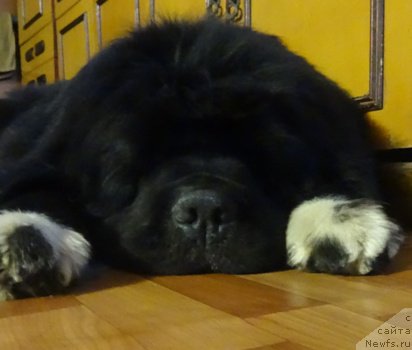 Фото: ньюфаундленд Promise To Love Midnight Bear