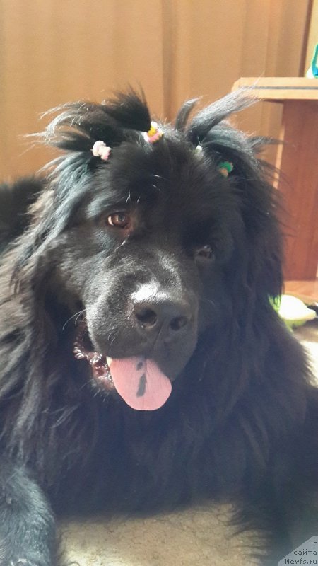 Фото: ньюфаундленд Черная Мафия Зип Ароунд (Chernaya Mafia Zip Around)