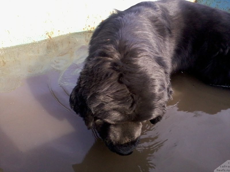 Фото: ньюфаундленд Явная Красота