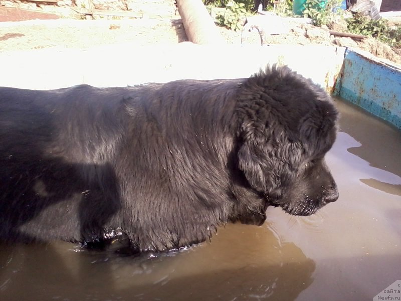 Фото: ньюфаундленд Явная Красота