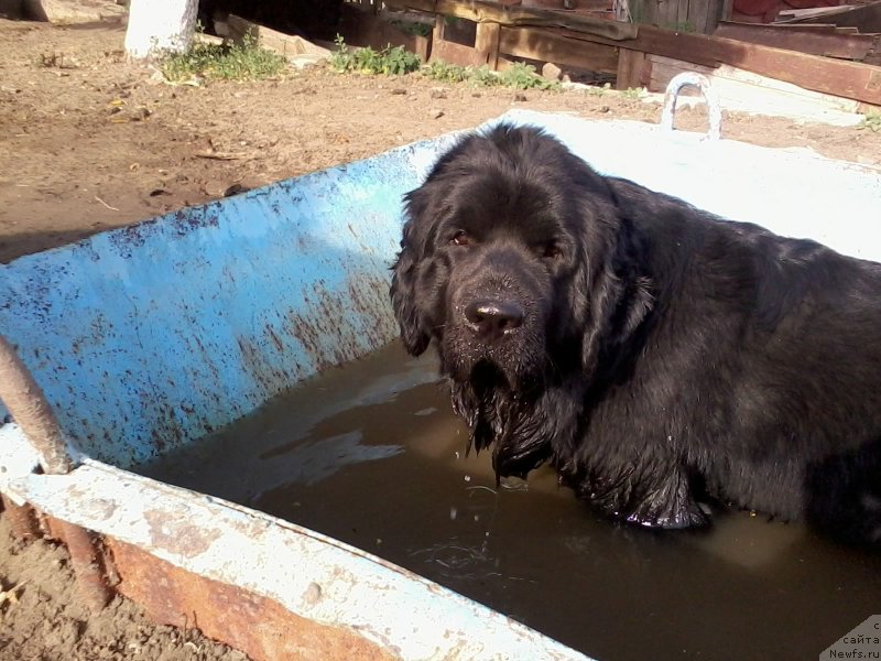 Фото: ньюфаундленд Явная Красота