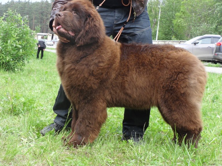 Фото: ньюфаундленд Ньюфорт Юника