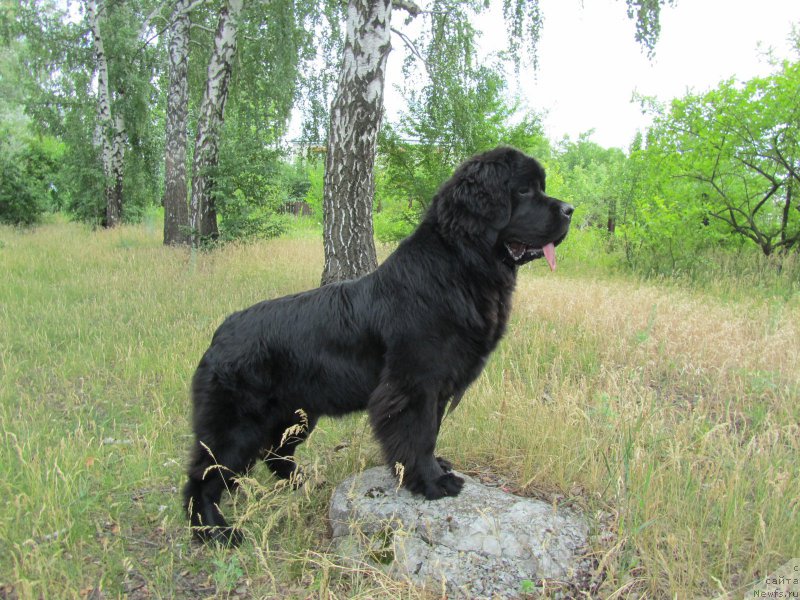 Фото: ньюфаундленд Vivienne Westwood Dinastiya Soverchenstva