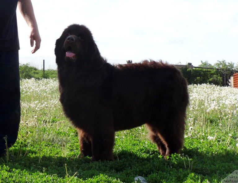 Фотография № 156595