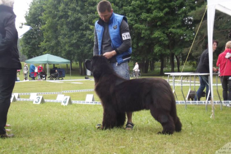 Фото: Zlata nuo Ozo kalvų (, ньюфаундленд Бегущая по Волнам Сун ин Му Ханд (Beguschaya po Volnam Sun in My Hand), Unique Dream Nuo Ozo Kalvu)