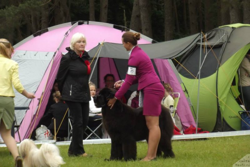 Фото: Zlata nuo Ozo kalvų (, ньюфаундленд Бегущая по Волнам Сун ин Му Ханд (Beguschaya po Volnam Sun in My Hand), Unique Dream Nuo Ozo Kalvu )