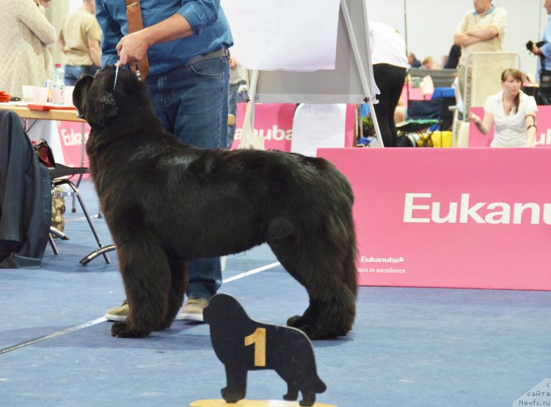 Фото: ньюфаундленд Бегущая по Волнам Фиребалл