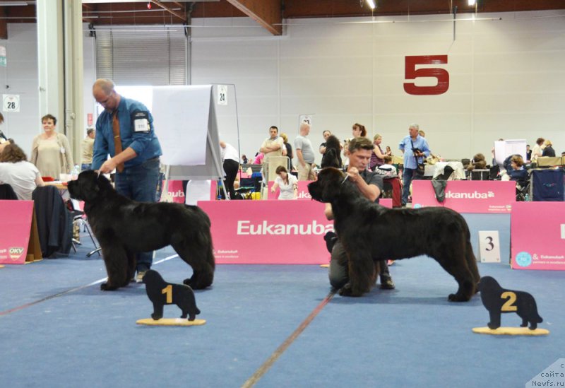 Фото: ньюфаундленд Бегущая по Волнам Фиребалл