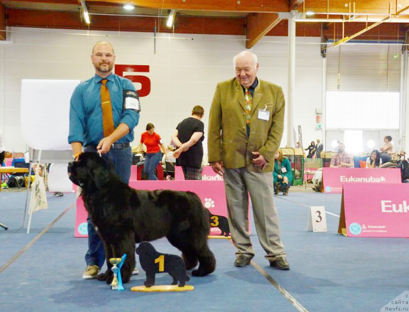 Фото: ньюфаундленд Бегущая по Волнам Фиребалл