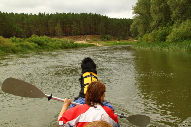 Фото: ньюфаундленд Фанньюф Граф Де Ла Фер
