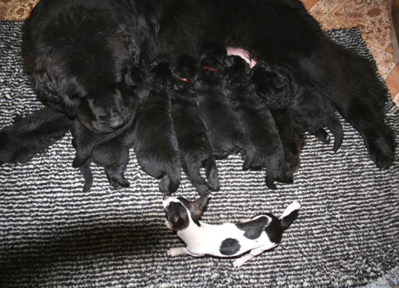 Фото: ньюфаундленд Ohoi's Jet Set