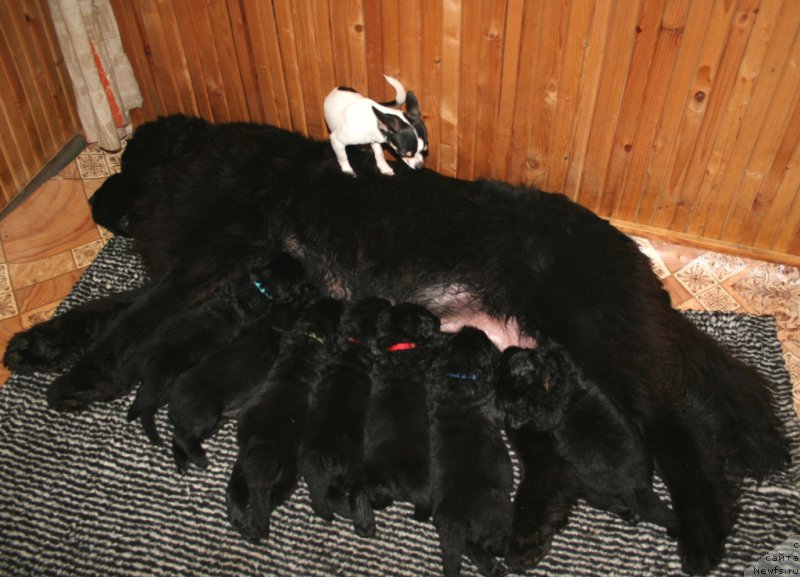 Фотография № 156610