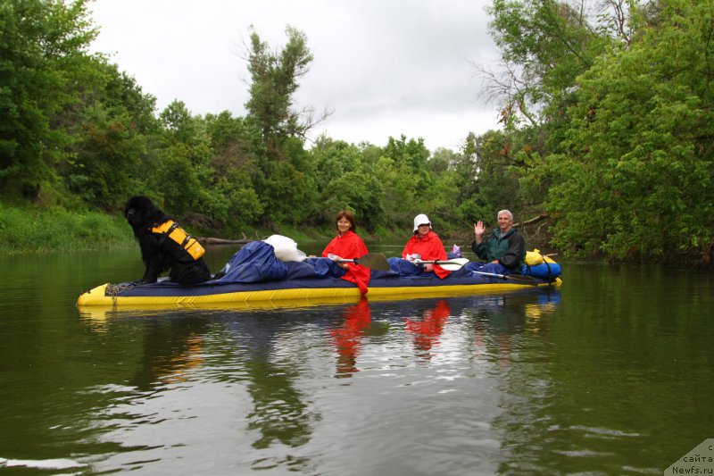 Фото: ньюфаундленд Фанньюф Граф Де Ла Фер