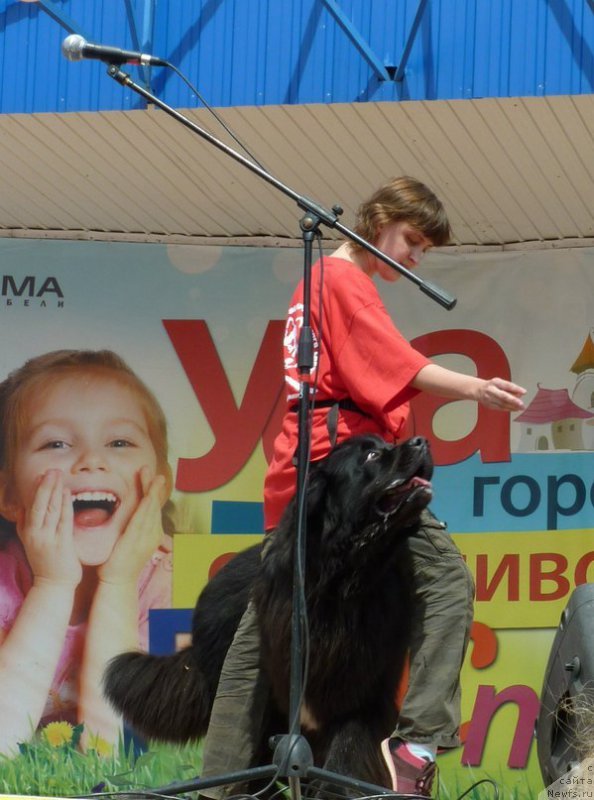 Фото: ньюфаундленд Кипер Соул Лайон Хэерт, Ольга Иванова