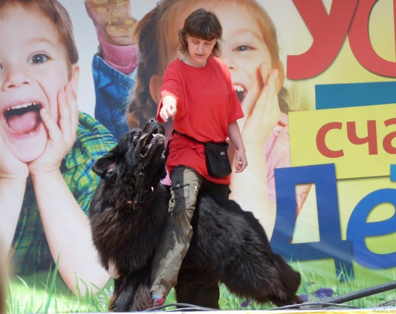 Фото: ньюфаундленд Кипер Соул Лайон Хэерт, Ольга Иванова