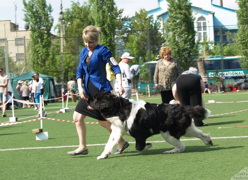 Фото: ньюфаундленд Кипер Соул Некст Пэйдж оф Стори (Keeper Soul  Next Page of Story)