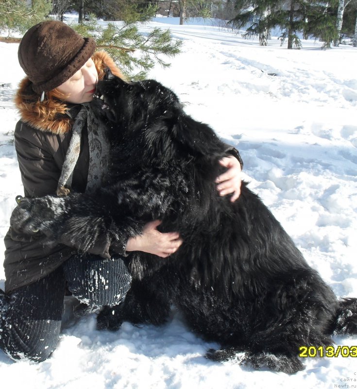 Фото: ньюфаундленд Дивная Ночь из Тихого Омута