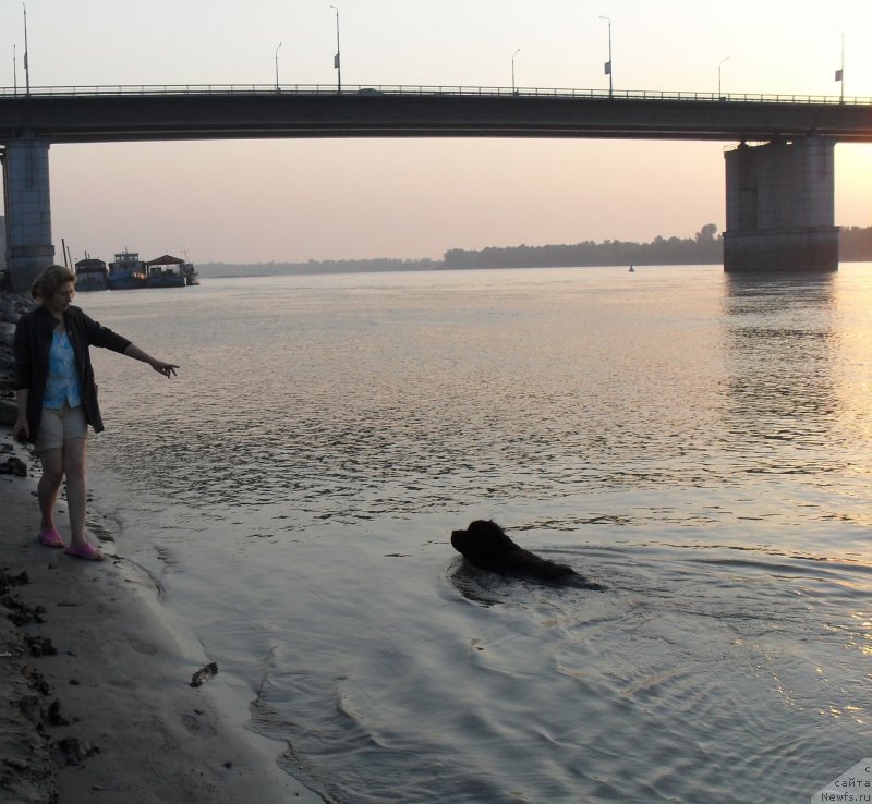 Фото: ньюфаундленд Дивная Ночь из Тихого Омута