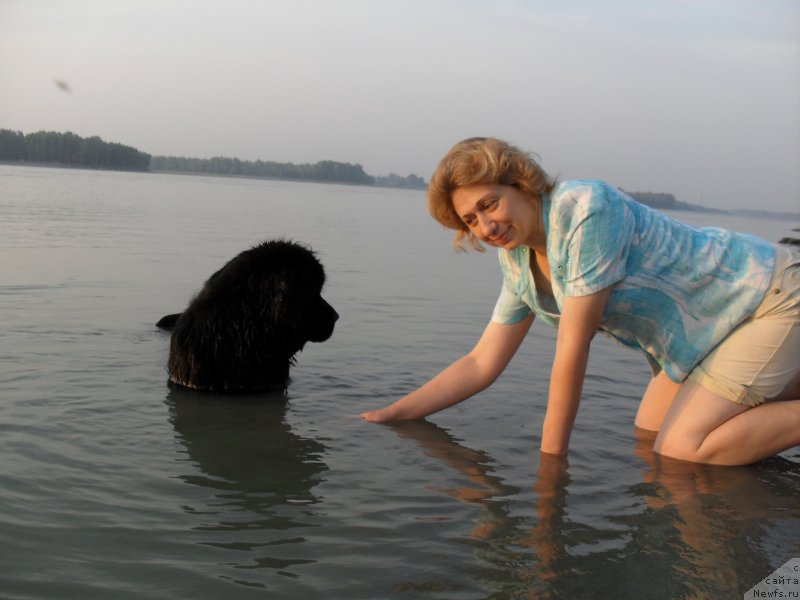 Фото: ньюфаундленд Дивная Ночь из Тихого Омута