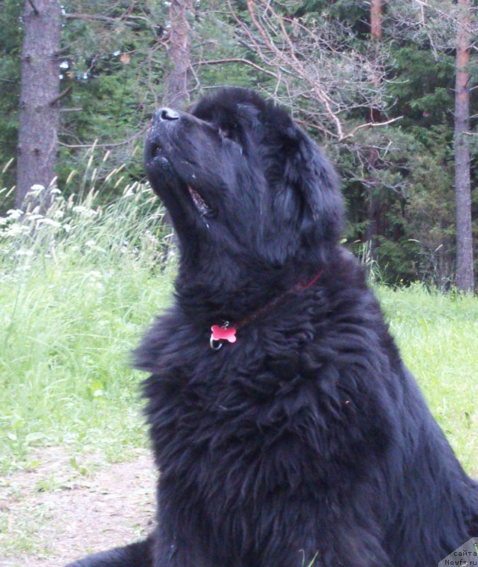 Фото: ньюфаундленд Thickish Newfoundland Monnalisadellagioconda