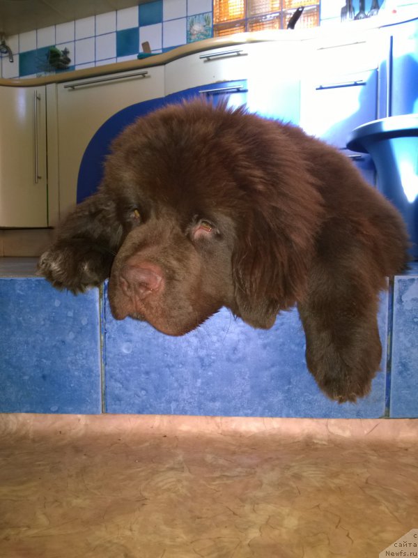 Фото: ньюфаундленд Velyke Malyatko Dnister