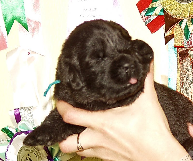 Фото: Мальчик с зеленой лентой