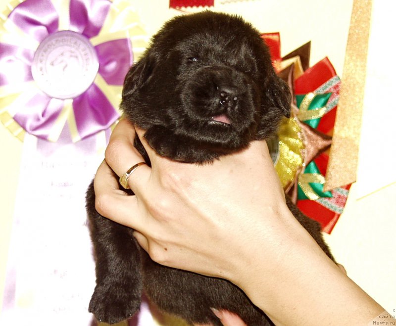 Фото: Мальчик с красной лентой