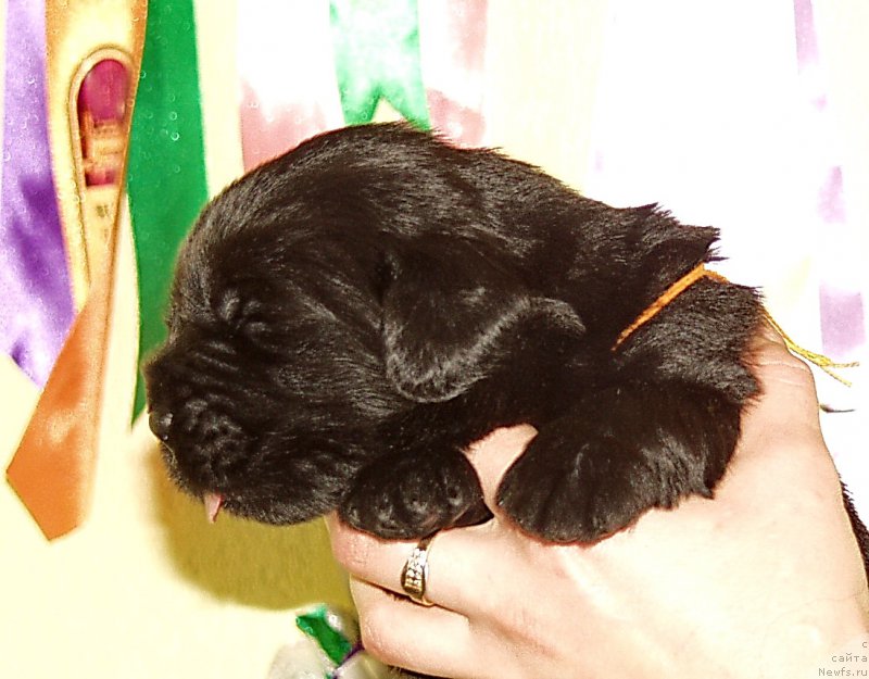 Фото: Девочка с оранжевой лентой