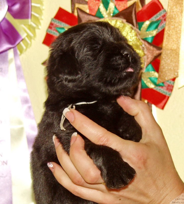 Фото: Девочка с серой лентой