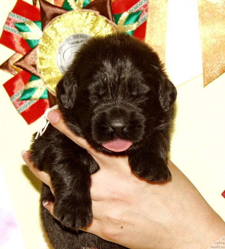 Фото: Девочка с серой лентой