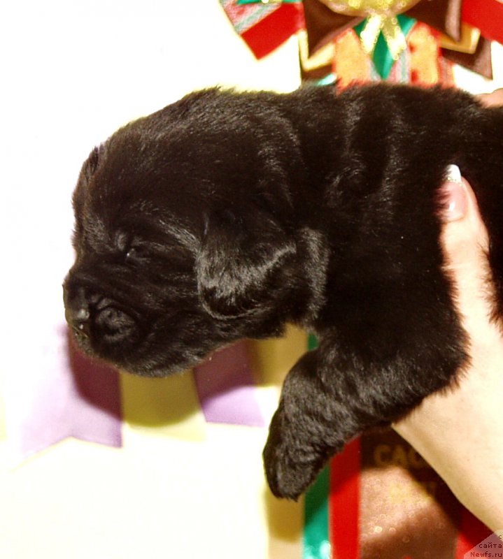 Фото: Мальчик с синей лентой