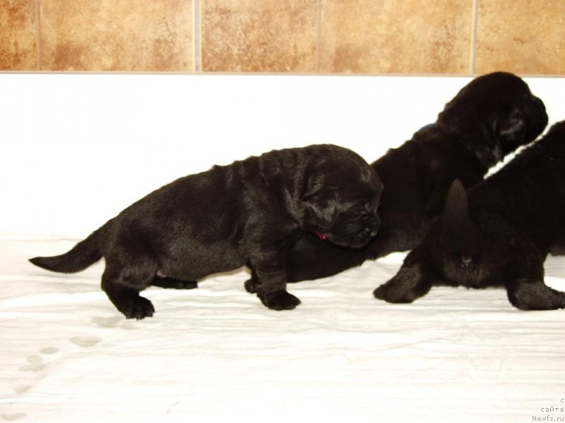 Фотография № 156713