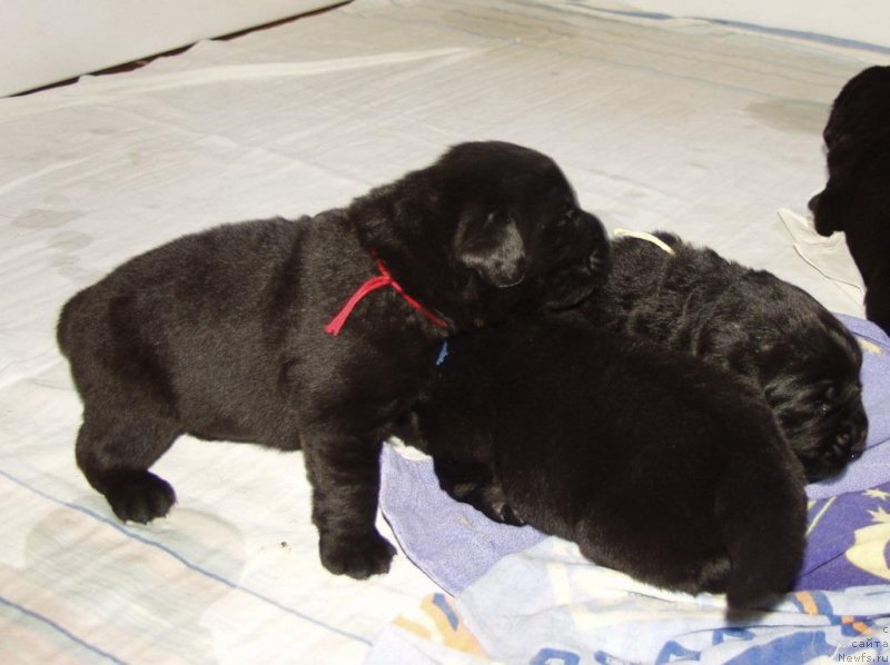 Фотография № 156718