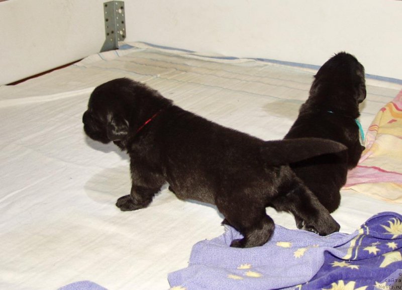 Фотография № 156719