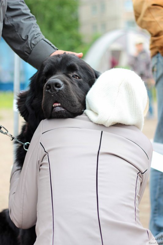 Фото: ньюфаундленд Дар Свезы Сии Энд Эдмире