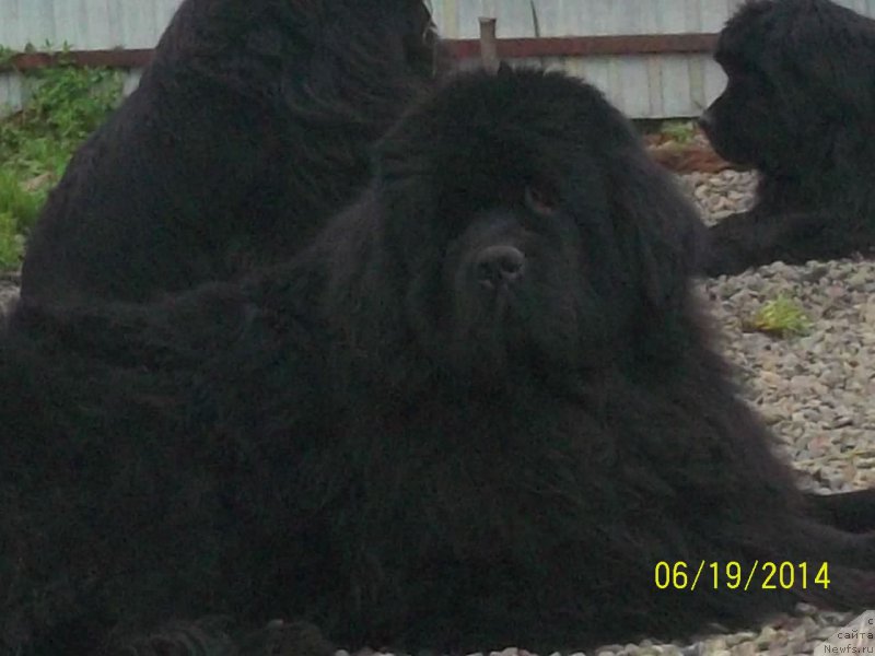 Фото: ньюфаундленд Супер Премиум Микадо (Super Premium Mikado)