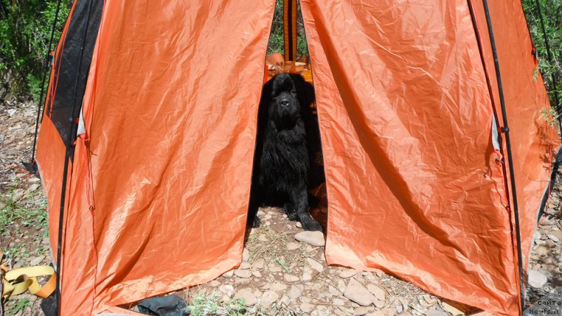 Фото: ньюфаундленд Чейз Каден Клеве Лед