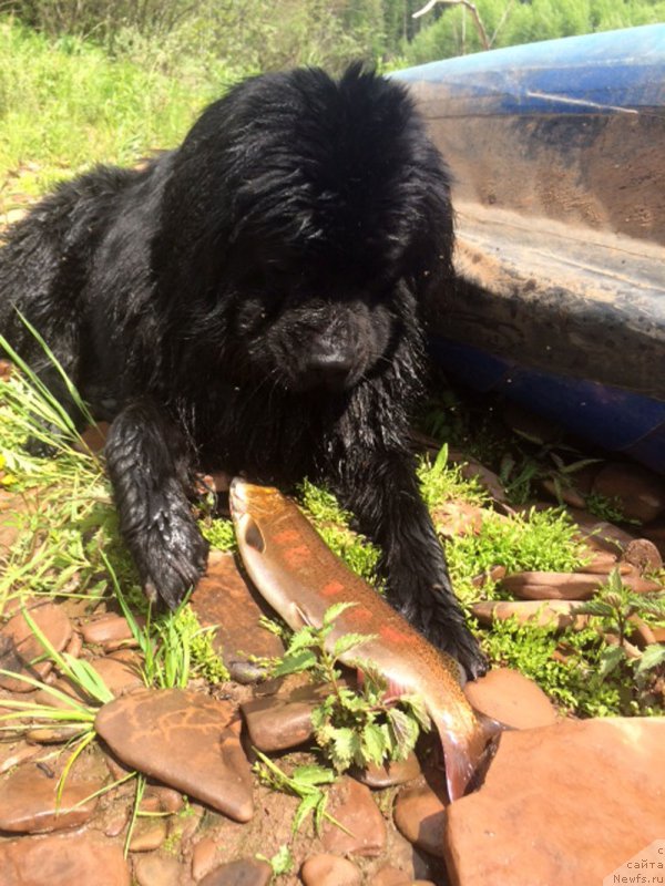 Фото: ньюфаундленд Чейз Каден Клеве Лед