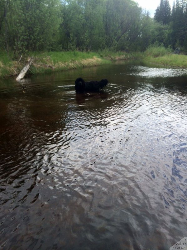 Фото: ньюфаундленд Чейз Каден Клеве Лед