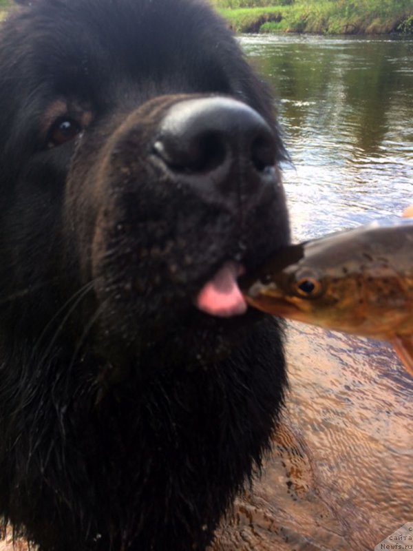Фото: ньюфаундленд Чейз Каден Клеве Лед