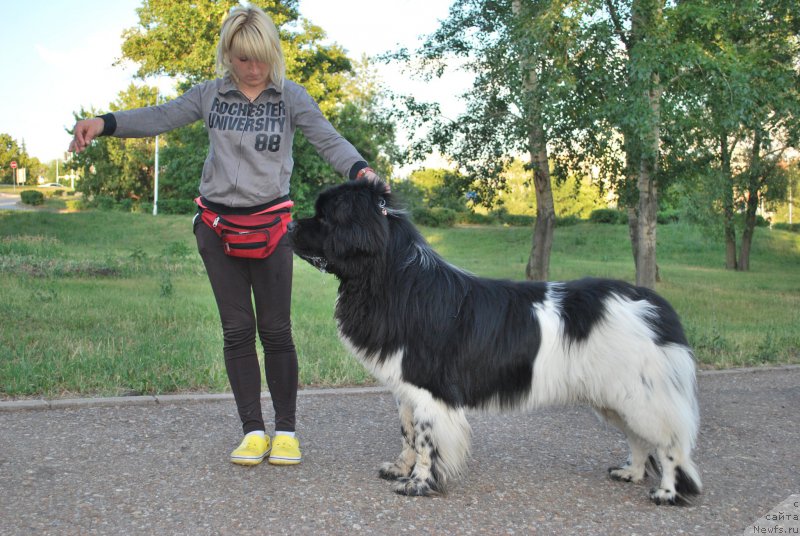 Фото: ньюфаундленд Плюшевая Панда Ферреро Ронд Нуар (Plushevaya Panda Ferrero Rond Noir)