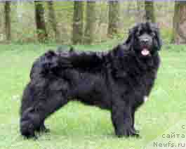 Фото: ньюфаундленд Talitha vom Trieberg
