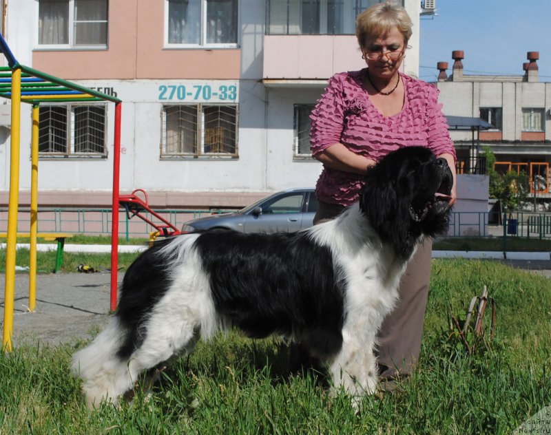 Фото: ньюфаундленд Степная Пальмира Единственный Мой, Людмила Горбунова