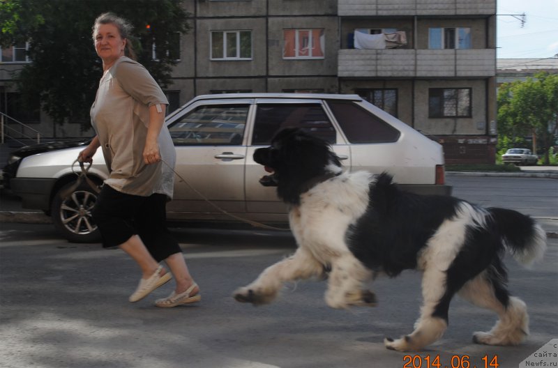 Фото: ньюфаундленд Степная Пальмира Единственный Мой, Светлана Уварова