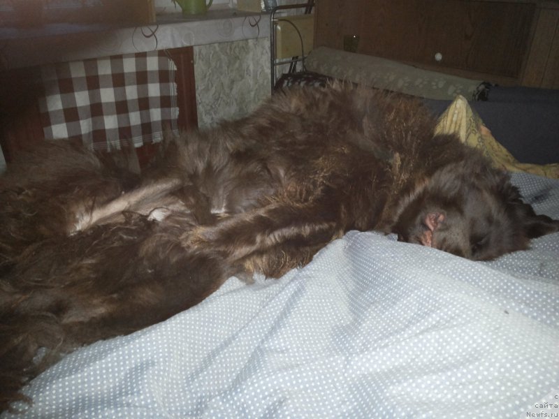 Фото: ньюфаундленд Фанньюф Желанная Мадмуазель Шанте Блюз