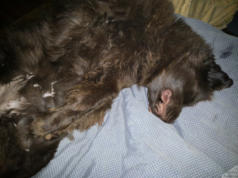 Фото: ньюфаундленд Фанньюф Желанная Мадмуазель Шанте Блюз