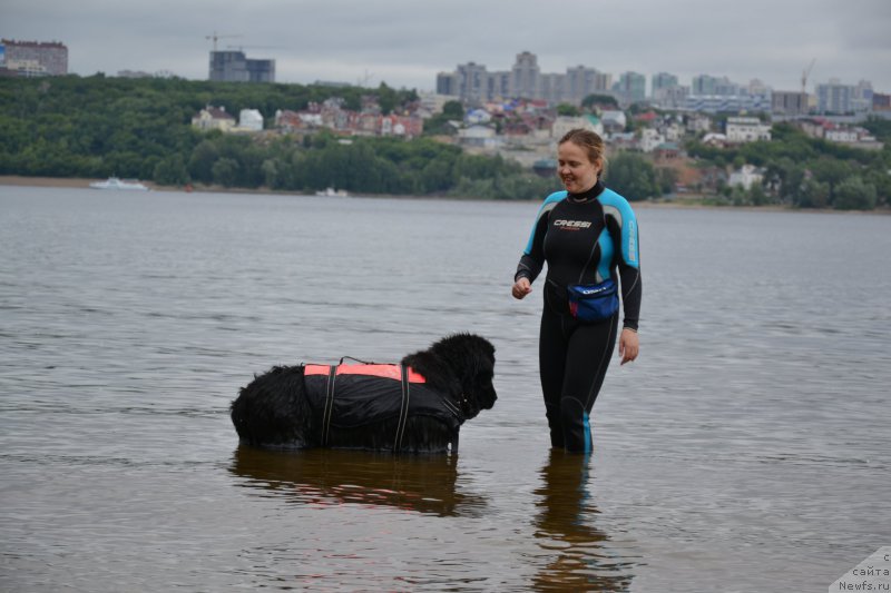 Фото: Диана Ларина, ньюфаундленд Лесная Сказка Раскрасавица