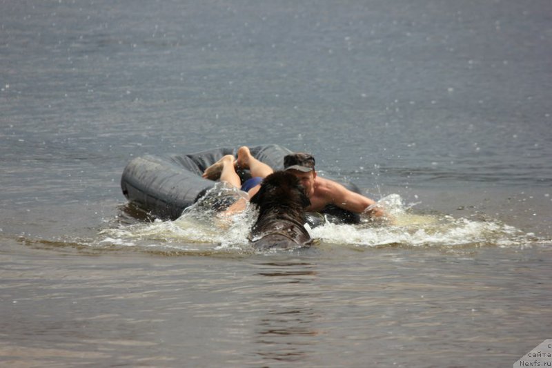 Фото: Андрей Ларин, ньюфаундленд Конфуций